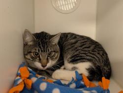 Shelter Stray Male Cat last seen Near BLOCK 91ST AVE S, KENT WA 98031, 21615 64th Ave S, Kent, WA 98032, USA