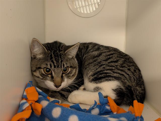 Shelter Stray Male Cat last seen Near BLOCK 91ST AVE S, KENT WA 98031, 21615 64th Ave S, Kent, WA 98032, USA