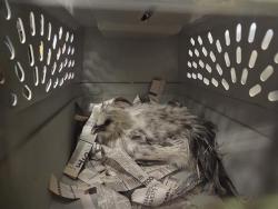 Shelter Stray Unknown Bird last seen Near BLOCK NE 158TH ST, KENMORE WA 98028, 21615 64th Ave S, Kent, WA 98032, USA