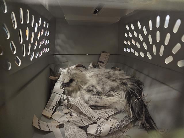 Shelter Stray Unknown Bird last seen Near BLOCK NE 158TH ST, KENMORE WA 98028, 21615 64th Ave S, Kent, WA 98032, USA