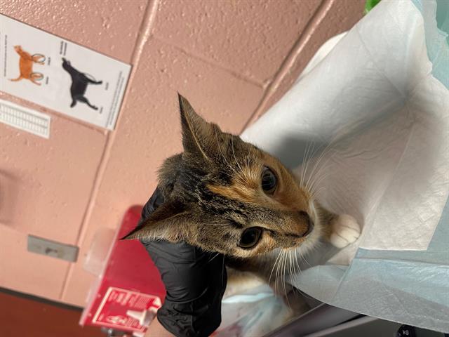Shelter Stray Female Cat last seen Near BLOCK ROMAIN DR, 127 Humane Ln, Columbia, SC 29201, USA
