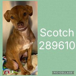 Shelter Stray Male Dog last seen WILLOWDALE DR, 4214 Fulton Mill Rd, Macon, GA 31216, USA