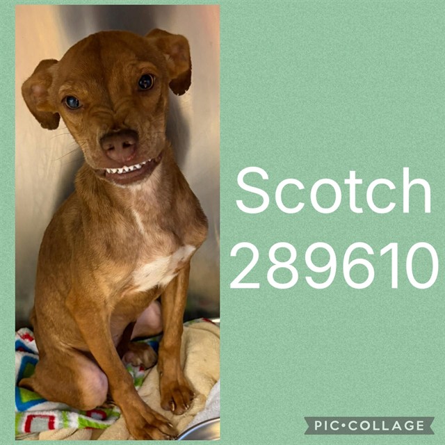 Shelter Stray Male Dog last seen WILLOWDALE DR, 4214 Fulton Mill Rd, Macon, GA 31216, USA