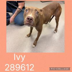 Shelter Stray Female Dog last seen WILLOWDALE DR, 4214 Fulton Mill Rd, Macon, GA 31216, USA