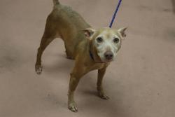 Shelter Stray Female Dog last seen Near BLOCK PROVIDENCE PLANTION CT, 127 Humane Ln, Columbia, SC 29201, USA