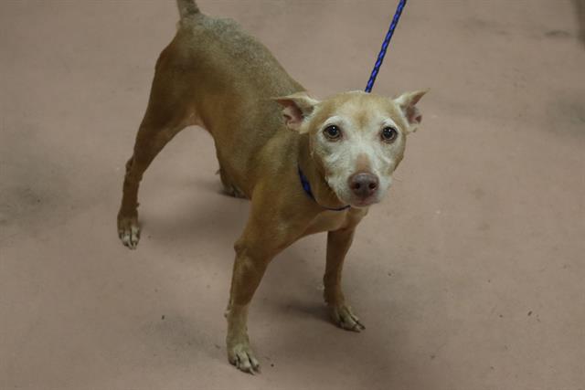 Shelter Stray Female Dog last seen Near BLOCK PROVIDENCE PLANTION CT, 127 Humane Ln, Columbia, SC 29201, USA