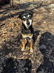 Reunited Female Dog last seen High St and Moody St in Waltham, MA, Waltham, MA 02453
