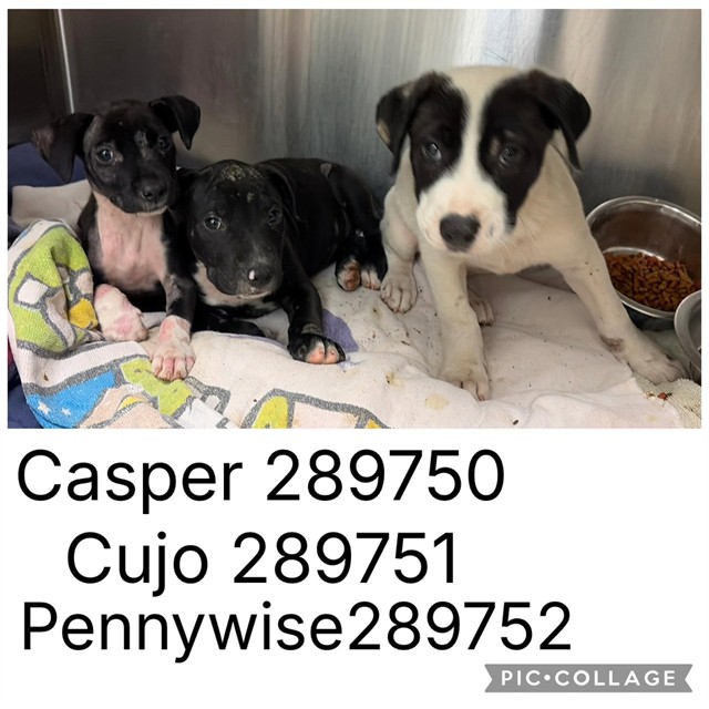 Shelter Stray Male Dog last seen CRESTVIEW DR, 4214 Fulton Mill Rd, Macon, GA 31216, USA