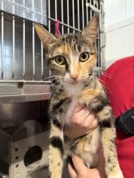 Shelter Stray Female Cat last seen Near BLOCK BANANA, 333 Chandler Pl, San Bernardino, CA 92408, USA