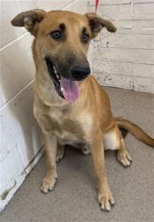 Shelter Stray Male Dog last seen ORANGE SHOW AND FAIRFAX, 333 Chandler Pl, San Bernardino, CA 92408, USA