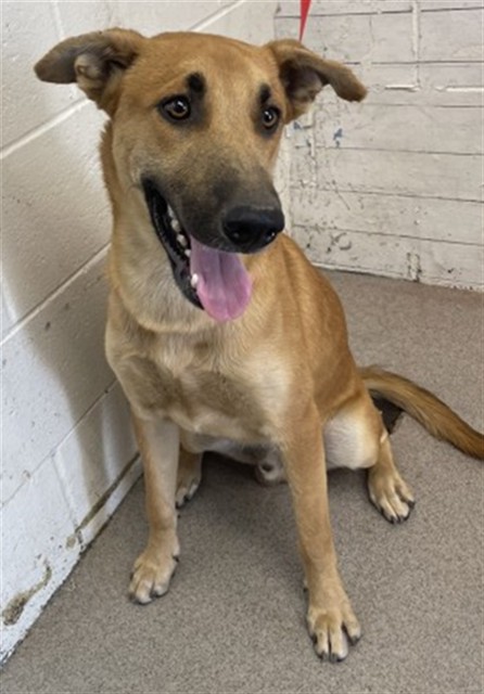 Shelter Stray Male Dog last seen ORANGE SHOW AND FAIRFAX, 333 Chandler Pl, San Bernardino, CA 92408, USA