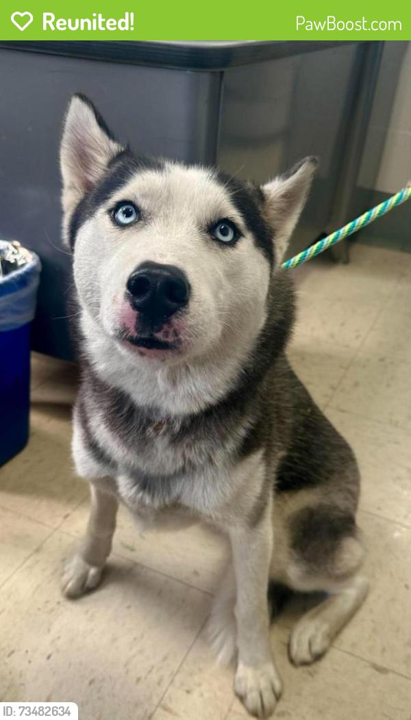 Reunited Female Dog last seen Cleveland and Summit, Saint Paul, MN 55105
