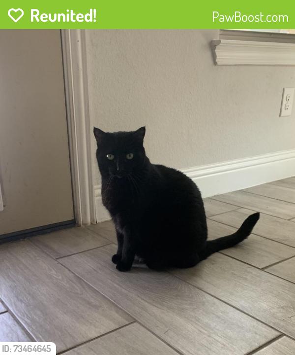 Reunited Female Cat last seen Hedgewood Drive, Waxahachie, TX 75165