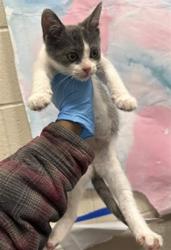 Shelter Stray Female Cat last seen WEST STOCKTON BLVD / MICHENER DR, 9150 Union Park Way, Elk Grove, CA 95624, USA