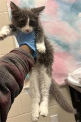 Shelter Stray Female Cat last seen WEST STOCKTON BLVD / MICHENER DR, 9150 Union Park Way, Elk Grove, CA 95624, USA