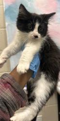 Shelter Stray Female Cat last seen WEST STOCKTON BLVD / MICHENER DR, 9150 Union Park Way, Elk Grove, CA 95624, USA