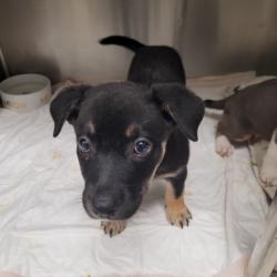 Shelter Stray Female Dog last seen , 11361 W Pico Blvd, Los Angeles, CA 90064, USA