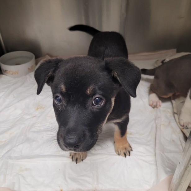 Shelter Stray Female Dog last seen , 11361 W Pico Blvd, Los Angeles, CA 90064, USA