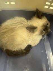 Shelter Stray Female Cat last seen Near BLOCK S REDWOOD RD, 4522 W 3500 S, West Valley City, UT 84120, USA