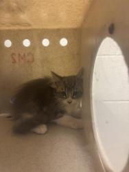 Shelter Stray Unknown Cat last seen Near BLOCK S REDWOOD RD, 4522 W 3500 S, West Valley City, UT 84120, USA