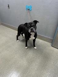 Shelter Stray Male Dog last seen Near BLOCK PETALUMA CIR, LAS VEGAS NV 89120, 655 N Mojave Rd, Las Vegas, NV 89101, USA