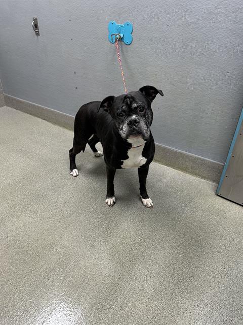 Shelter Stray Male Dog last seen Near BLOCK PETALUMA CIR, LAS VEGAS NV 89120, 655 N Mojave Rd, Las Vegas, NV 89101, USA