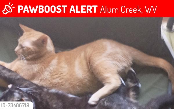 Lost Male Cat last seen Near /childress rd, Alum Creek, WV 25003