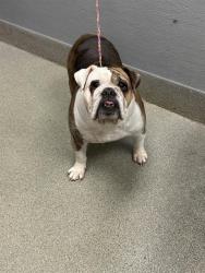 Shelter Stray Female Dog last seen Near BLOCK PETALUMA CIR, LAS VEGAS NV 89120, 655 N Mojave Rd, Las Vegas, NV 89101, USA