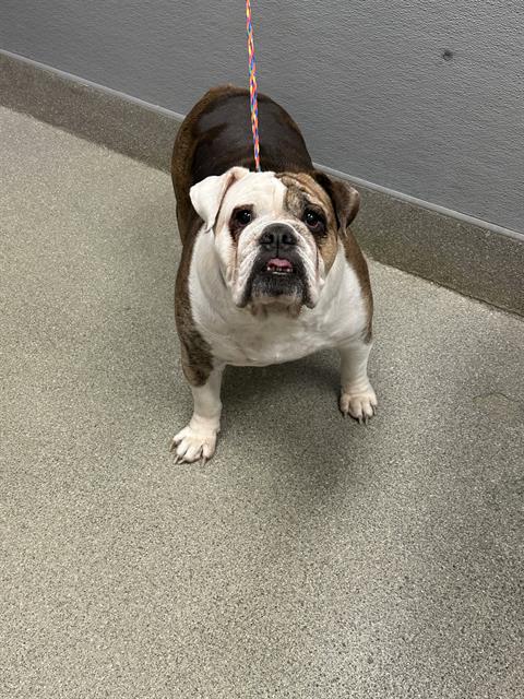 Shelter Stray Female Dog last seen Near BLOCK PETALUMA CIR, LAS VEGAS NV 89120, 655 N Mojave Rd, Las Vegas, NV 89101, USA
