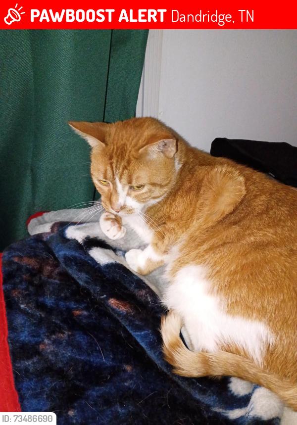 Lost Male Cat last seen Epco Drive and Justice Center, Dandridge, TN 37725