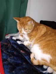 Lost Male Cat last seen Epco Drive and Justice Center, Dandridge, TN 37725