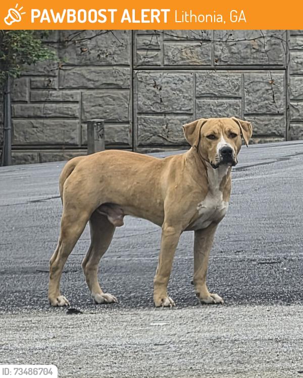 Found/Stray Male Dog last seen Evans Mill Rd and Old Hillandale Dr, Lithonia, GA 30058