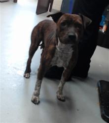 Shelter Stray Female Dog last seen Near BLOCK GILCREST SANDS DR, HOPE MILLS NC 28348, 4704 Corporation Dr, Fayetteville, NC 28306, USA