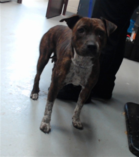 Shelter Stray Female Dog last seen Near BLOCK GILCREST SANDS DR, HOPE MILLS NC 28348, 4704 Corporation Dr, Fayetteville, NC 28306, USA