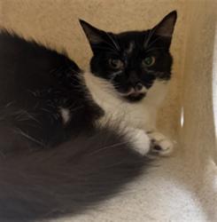 Shelter Stray Unknown Cat last seen DOLARWAY ST/SF, 232 Eslinger Way, Sanford, FL 32773, USA