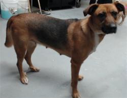 Shelter Stray Female Dog last seen Near CLEM ROSE LN, HOPE MILLS NC 28348, 4704 Corporation Dr, Fayetteville, NC 28306, USA