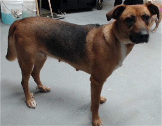 Shelter Stray Female Dog last seen Near CLEM ROSE LN, HOPE MILLS NC 28348, 4704 Corporation Dr, Fayetteville, NC 28306, USA