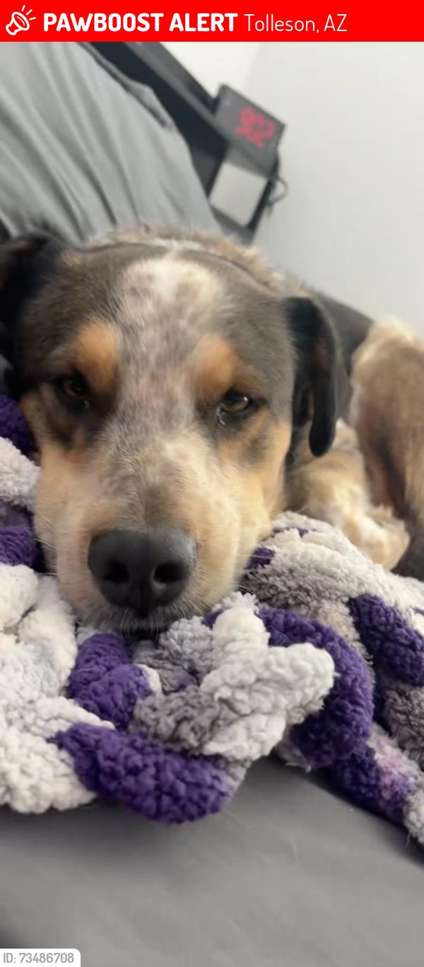 Lost Male Dog last seen Avondale blvd and broadway, Tolleson, AZ 85353