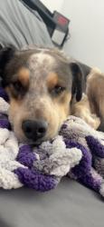 Lost Male Dog last seen Avondale blvd and broadway, Tolleson, AZ 85353