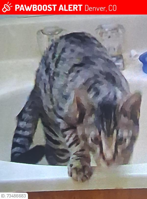 Lost Male Cat last seen 12th and fillmore, Denver, CO 80206