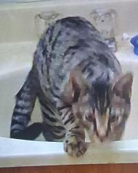 Lost Male Cat last seen 12th and fillmore, Denver, CO 80206
