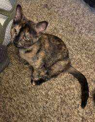 Reunited Female Cat last seen W 9th Street and 18th Avenue, Beaver Falls, PA 15010