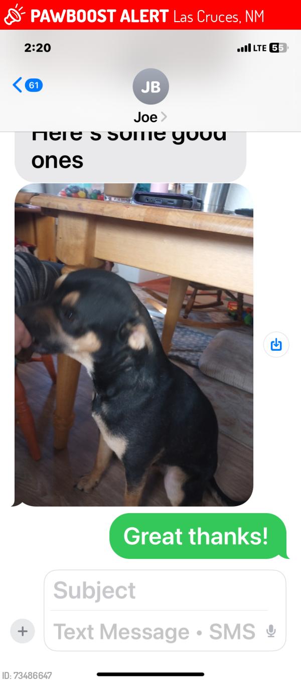 Lost Male Dog last seen Bammert and Southveiw, Las Cruces, NM 88007