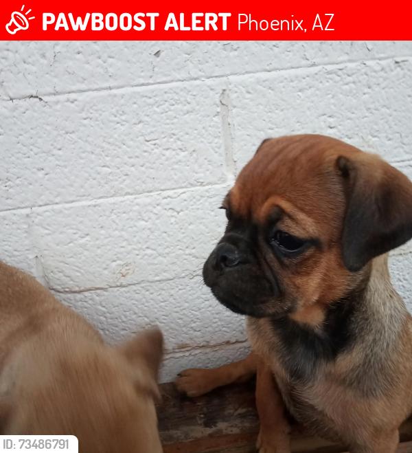 Lost Female Dog last seen 59th and Indian School, Phoenix, AZ 85033
