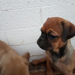 Lost Female Dog last seen 59th and Indian School, Phoenix, AZ 85033