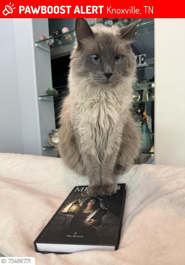 Lost Male Cat last seen Arrowhead Trail, Knoxville, TN 37919