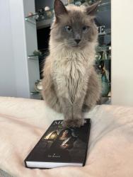 Lost Male Cat last seen Arrowhead Trail, Knoxville, TN 37919
