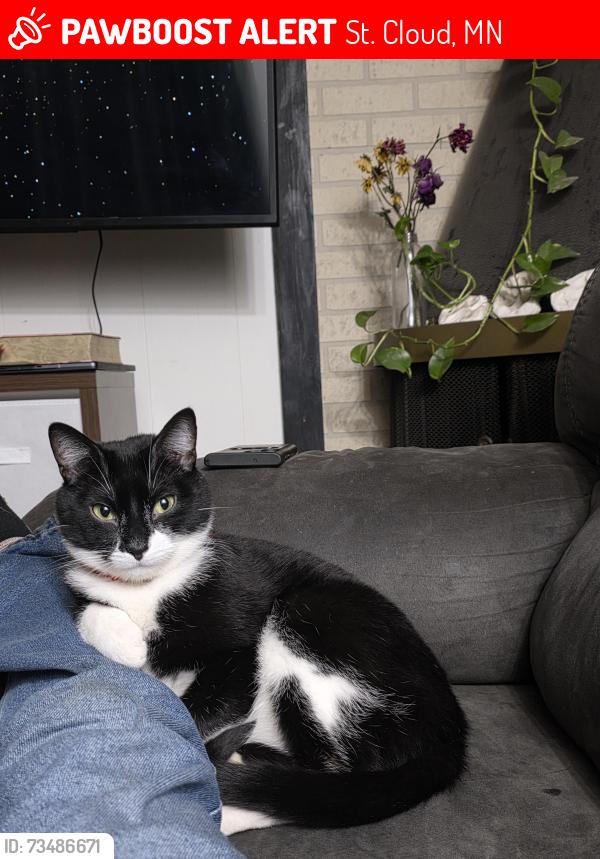 Lost Male Cat last seen Near H&S heating and a plant nursery, bridge from st. Cloud to st. Augusta,I94 is at the back end of my property, St. Cloud, MN 56301