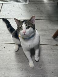 Lost Male Cat last seen Fenton and Liberty St, Aurora, IL 60505