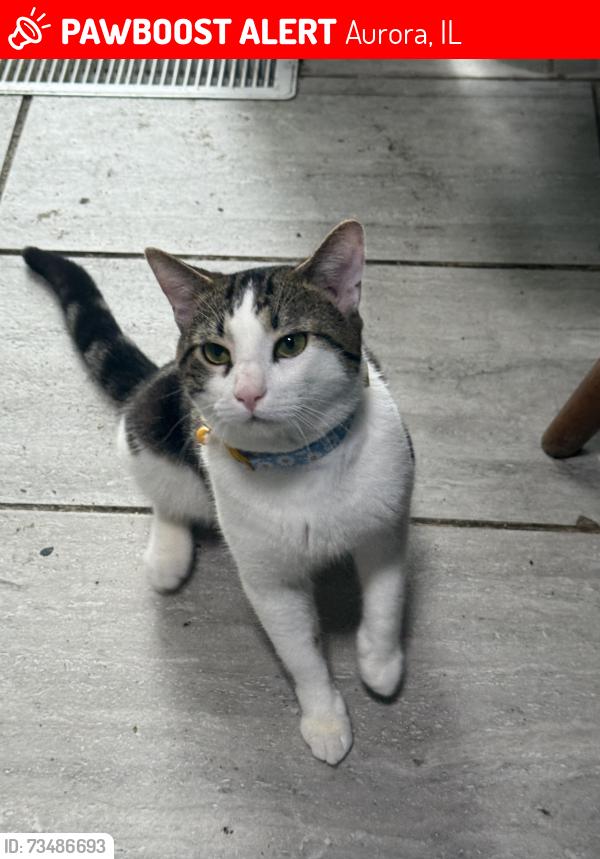 Lost Male Cat last seen Fenton and Liberty St, Aurora, IL 60505